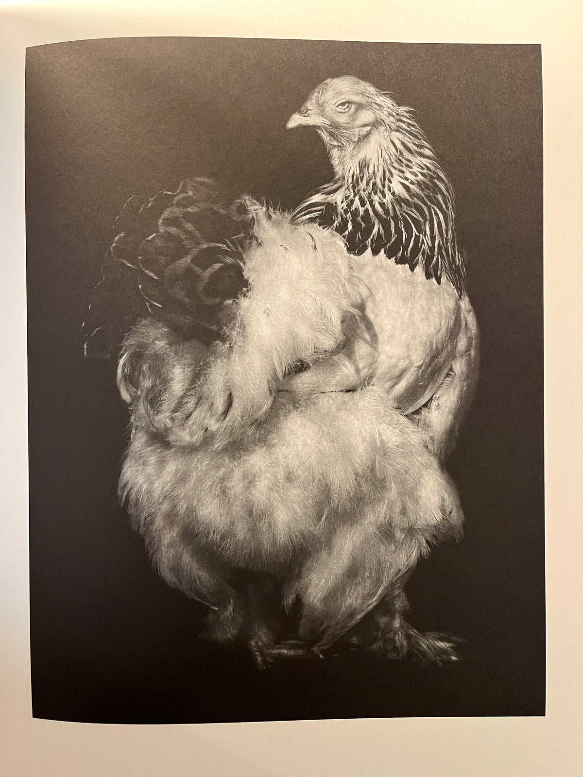 Other Animals, Elliot Ross, Amsterdam: Schilt Publishing, 2014, Photo Mono, HC, VG