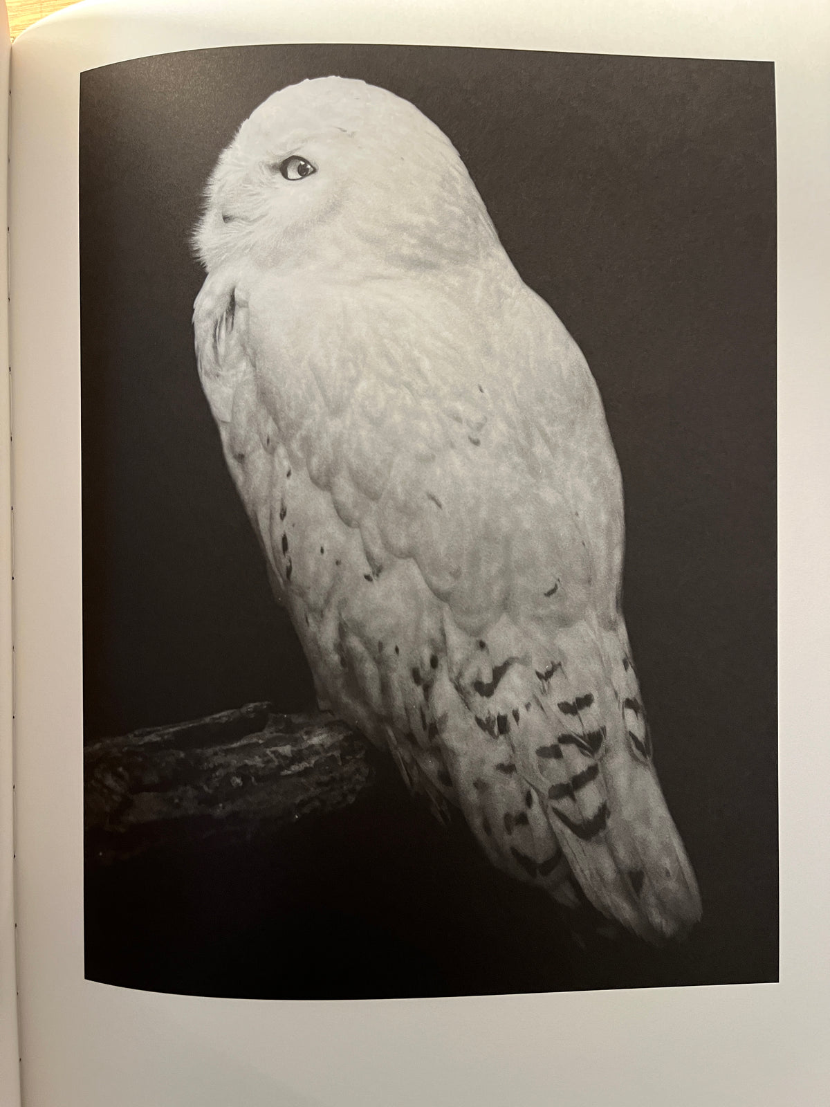 Other Animals, Elliot Ross, Amsterdam: Schilt Publishing, 2014, Photo Mono, HC, VG