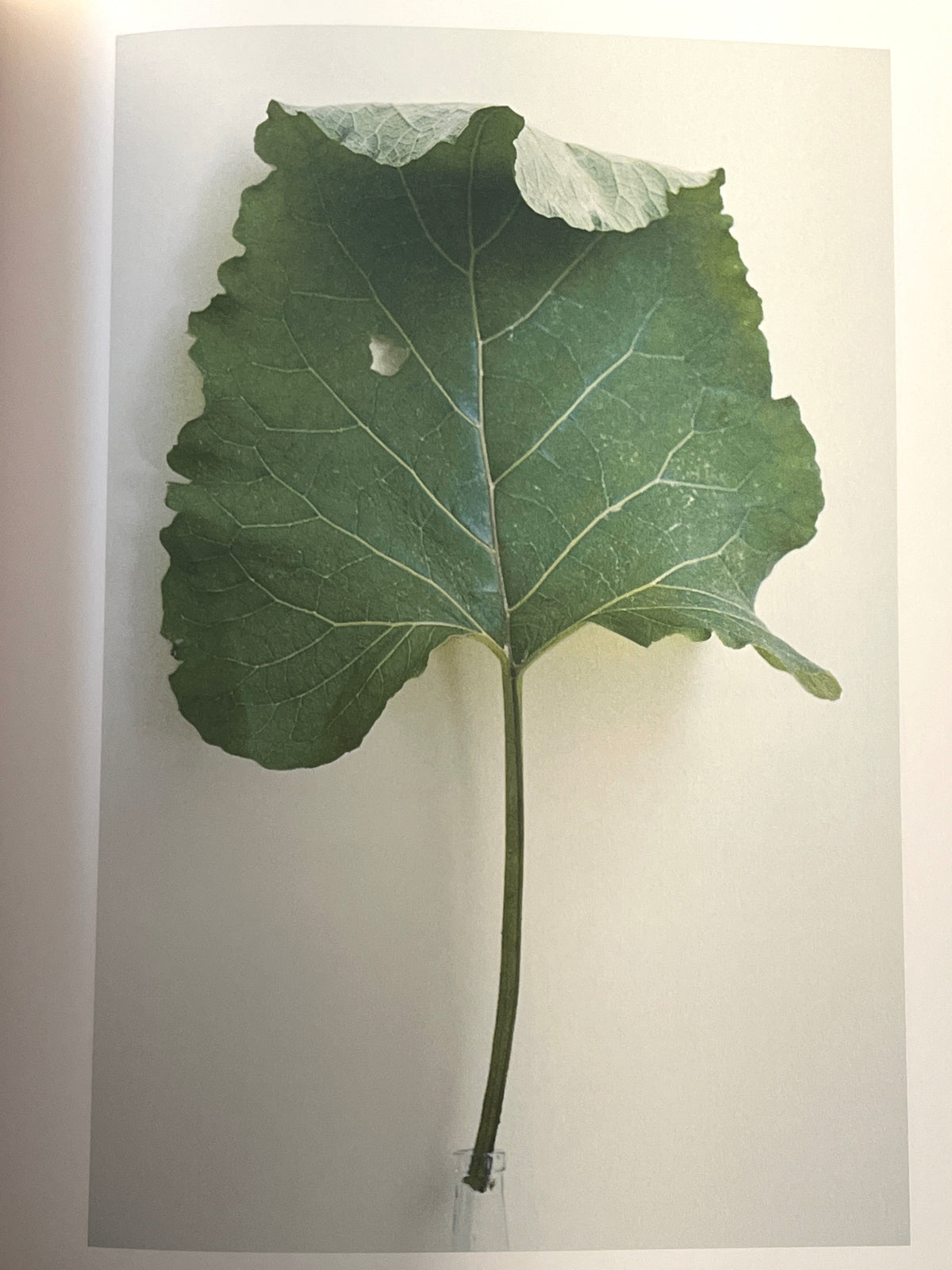 Janet Malcolm, Burdock, Yale University Press, 2008, HC, Near Fine