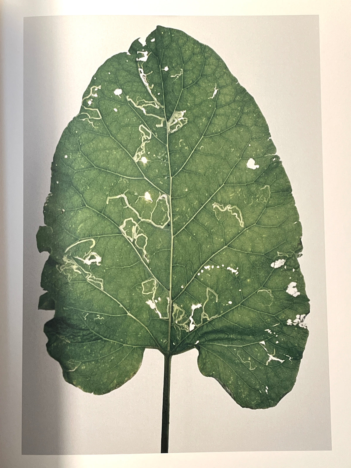 Janet Malcolm, Burdock, Yale University Press, 2008, HC, Near Fine