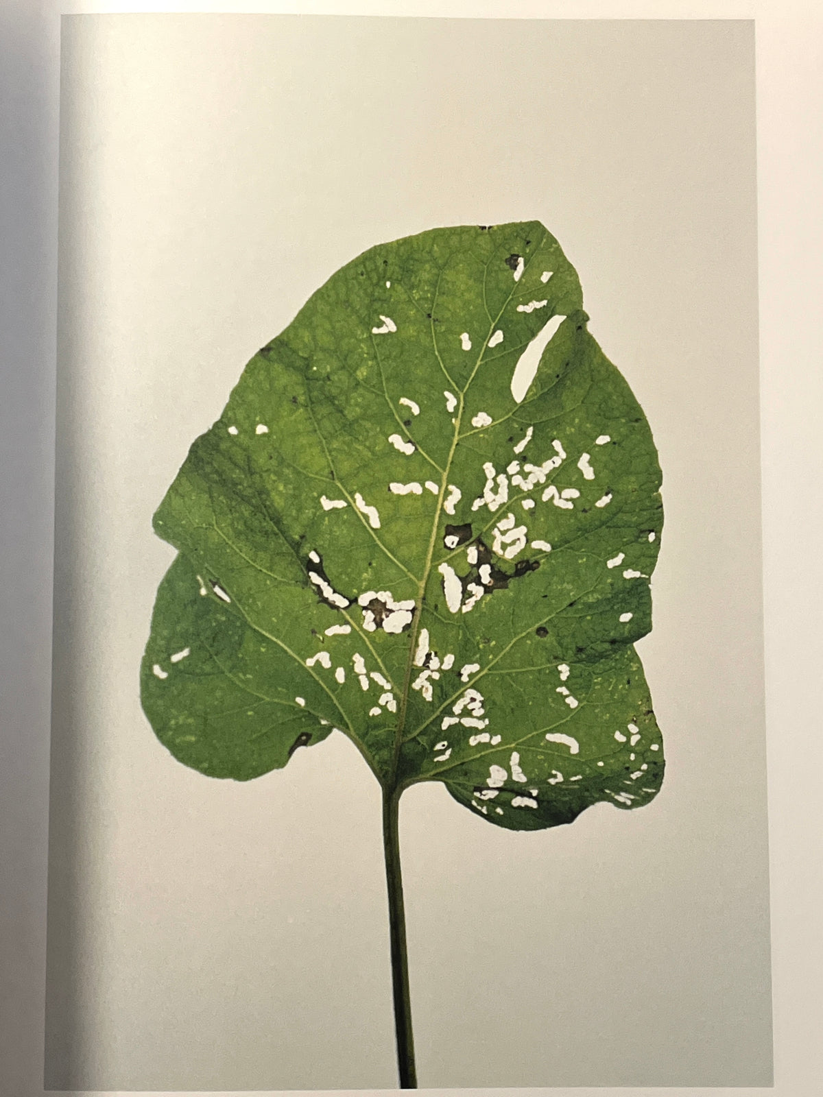 Janet Malcolm, Burdock, Yale University Press, 2008, HC, Near Fine