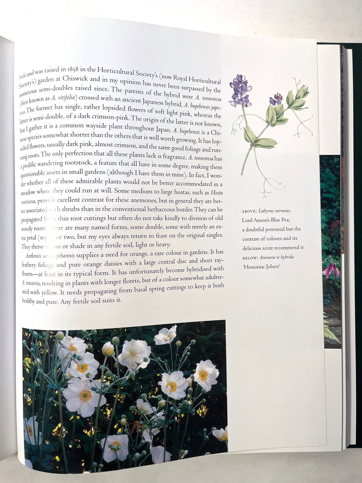 The Garden Through the Year. New HC in DJ. Graham Stuart Thomas. 2002