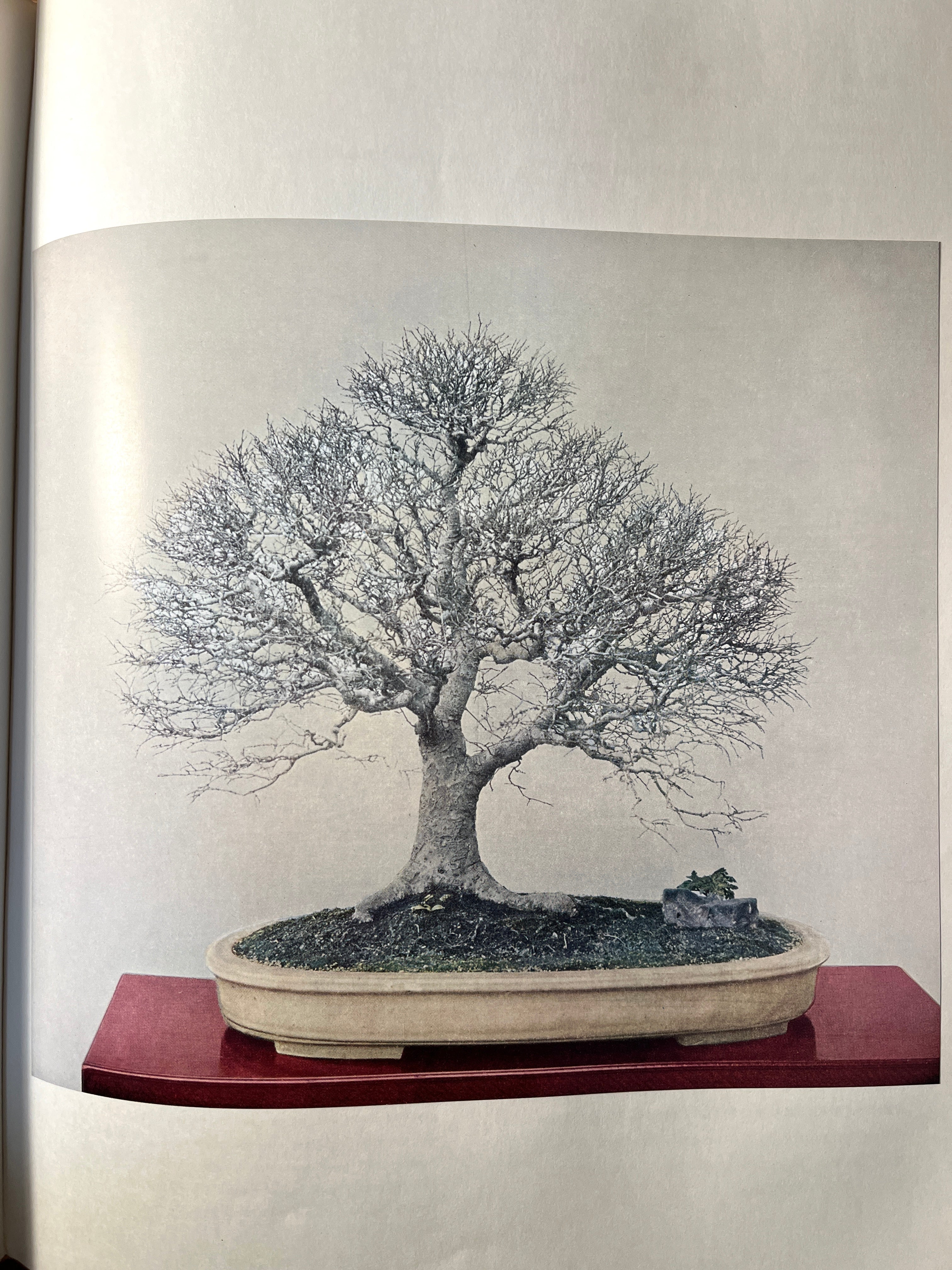 Bonsai: A Patient Art 洋書