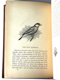 Holden's Book on Birds, 1875, antiquarian, HC, VG.