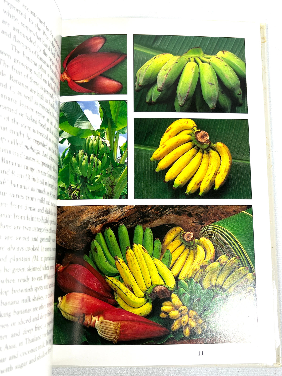 Tropical Fruits of Indonesia, Periplus Nature Guides, 1996, Near Fine hardcover