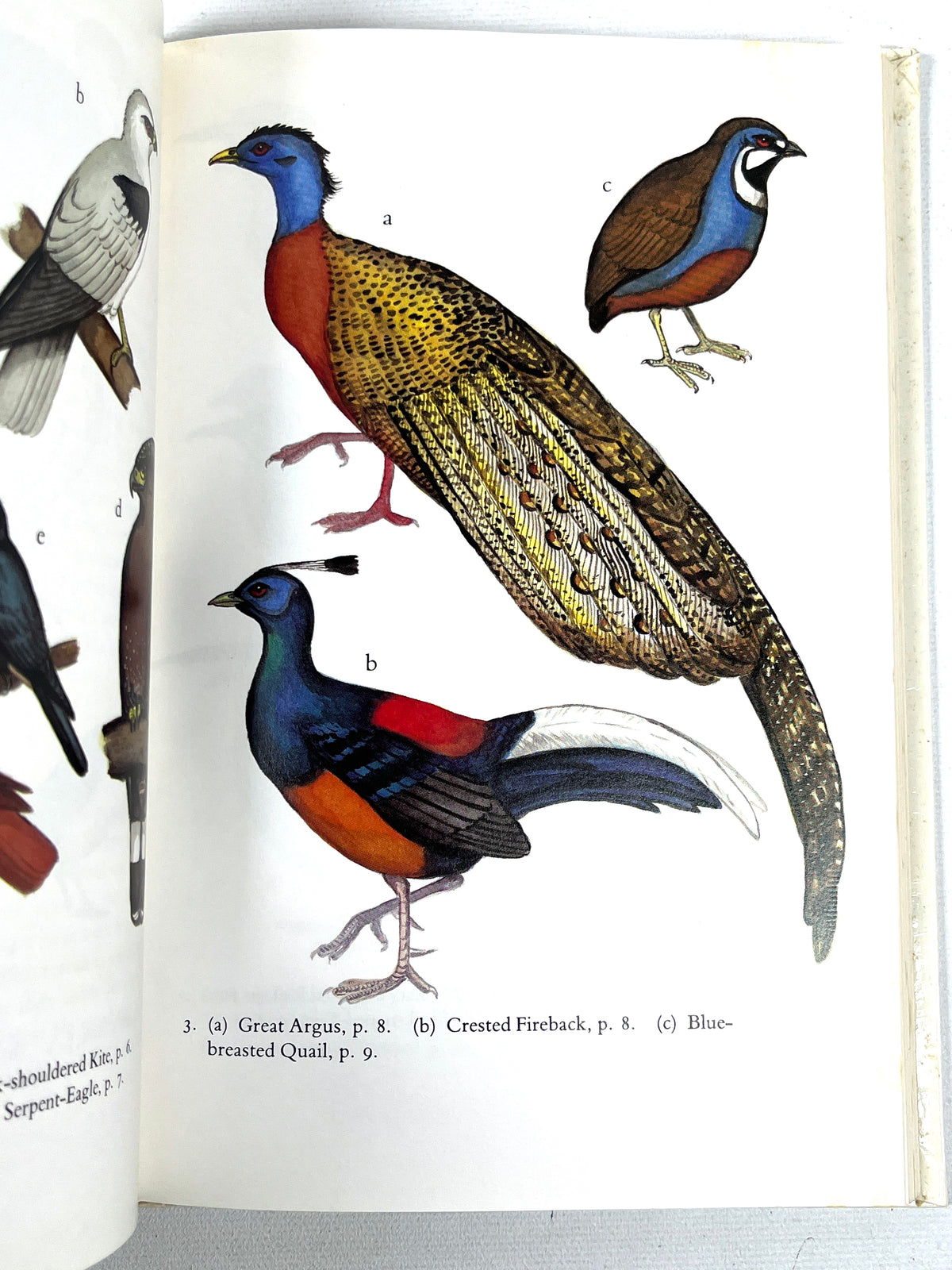 The Birds of Sumatra and Kalimantan, Images of Asia, 1990, Very Good hardcover