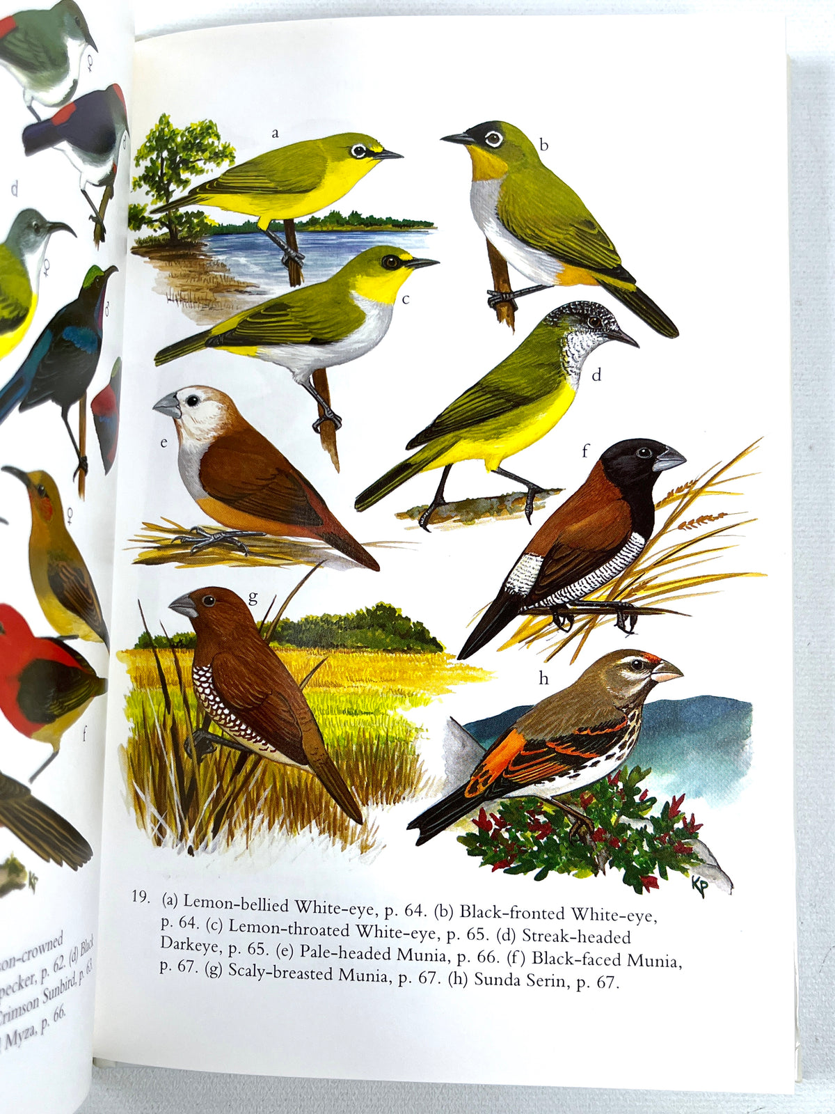 The Birds of Sulawesi, Images of Asia, Oxford University Press, 1996, Near Fine hardcover