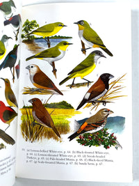 The Birds of Sulawesi, Images of Asia, Oxford University Press, 1996, Near Fine hardcover