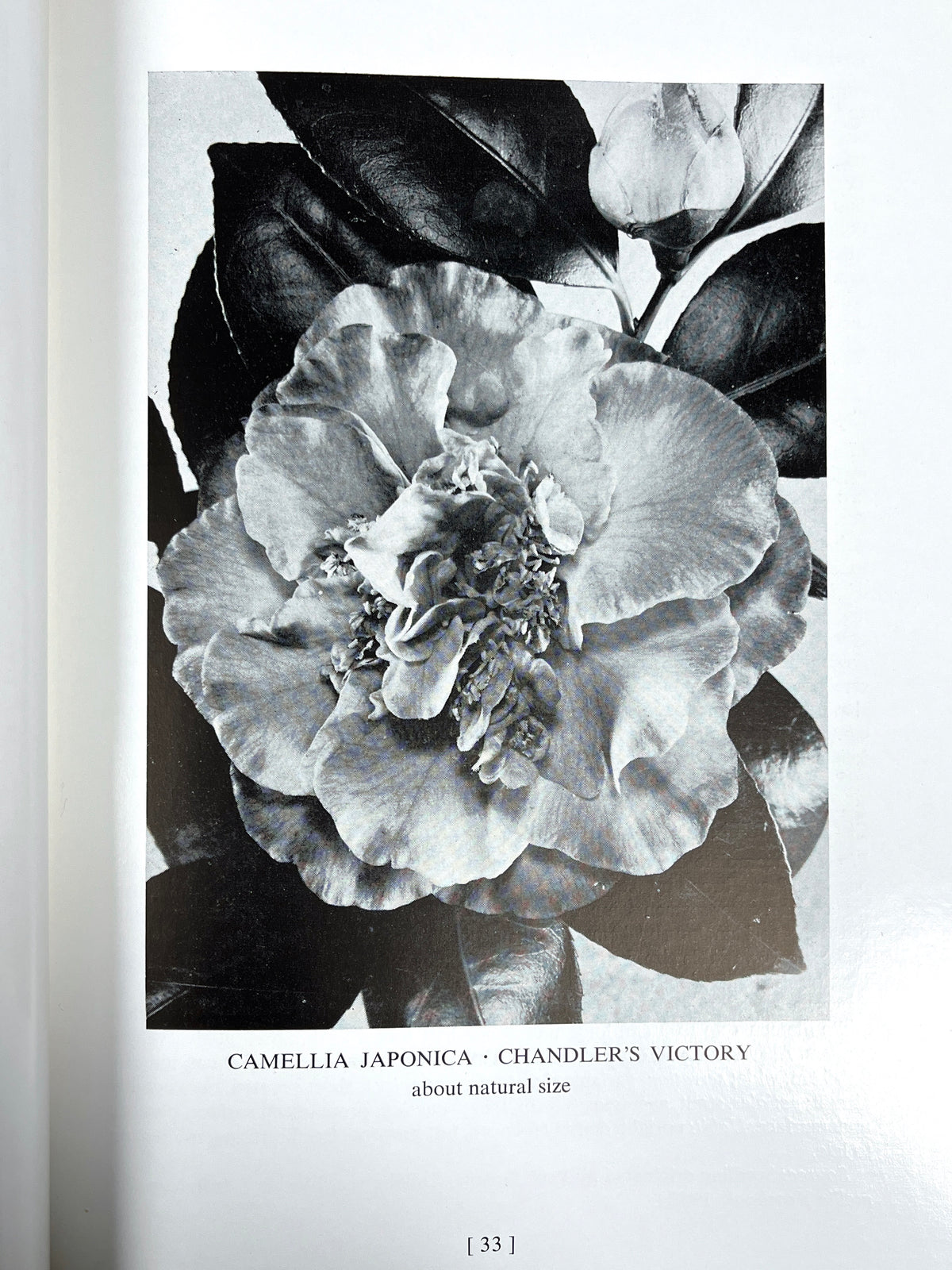 William Hertrich, Camellias in the Huntington Gardens, 3 Vols, 1954-59, Very Good hardcover