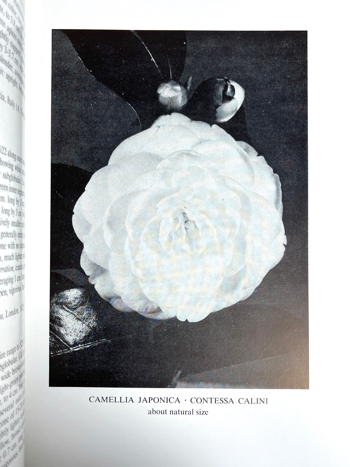 William Hertrich, Camellias in the Huntington Gardens, 3 Vols, 1954-59, Very Good hardcover