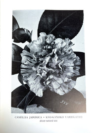 William Hertrich, Camellias in the Huntington Gardens, 3 Vols, 1954-59, Very Good hardcover