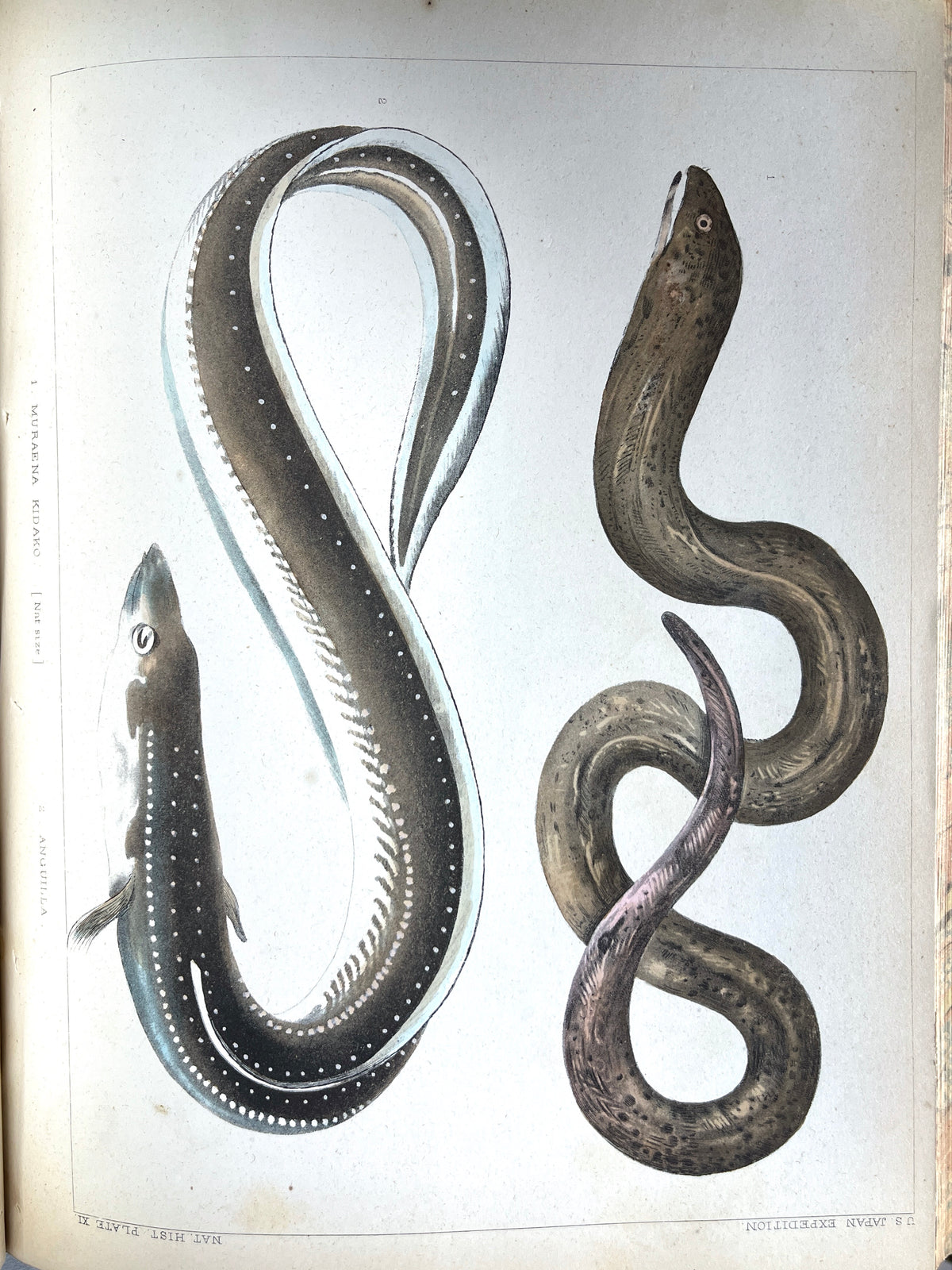 Hawks, Francis, Expedition of an American Squadron to the China Seas and Japan, 1856, VG + (Copy)