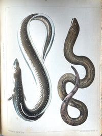 Hawks, Francis, Expedition of an American Squadron to the China Seas and Japan, 1856, VG + (Copy)