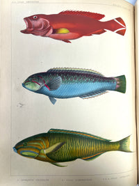 Hawks, Francis, Expedition of an American Squadron to the China Seas and Japan, 1856, VG + (Copy)